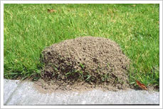 fire_ant_mound1