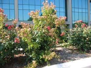 Knock Out rose with roes rosette diseaseIMG_7696