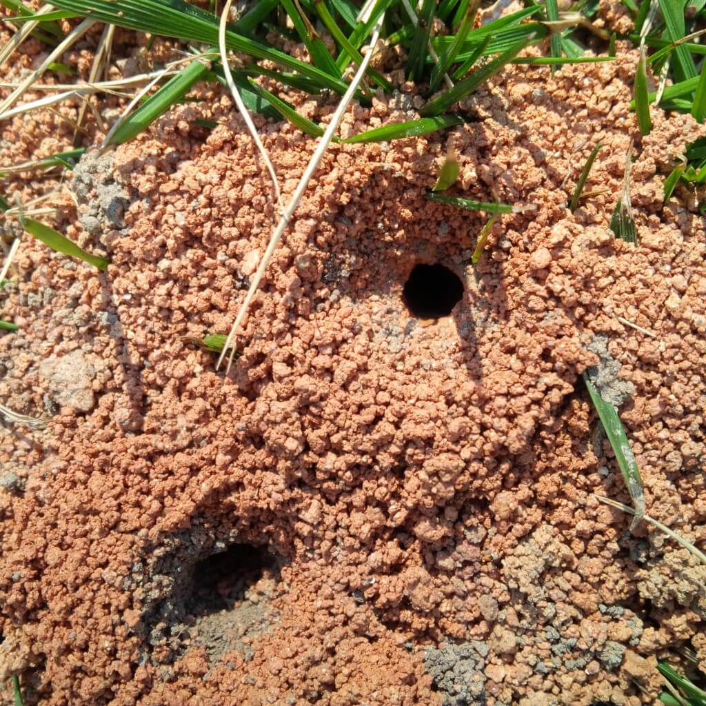 Ground bee holes IMG_00000394