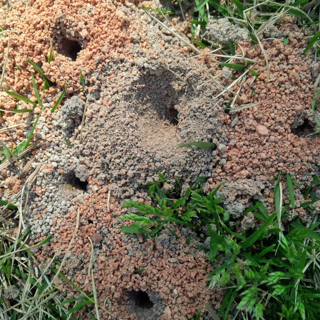 Ground bee lawn damage IMG_00000395