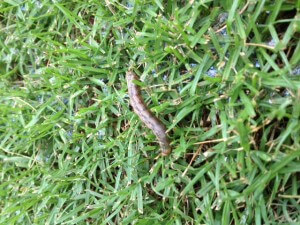 Armyworms Treatment | Atlanta, GA