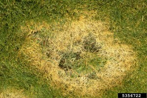 Brown Patch Fungus Treatment | Atlanta, GA