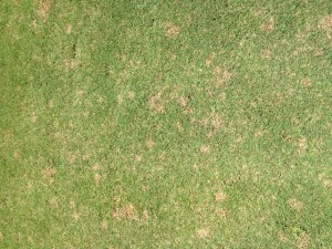 Dollar Spot Fungus Treatment | Atlanta, GA