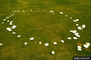 Fairy Ring Treatment | Atlanta, GA