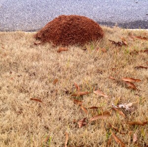 Fire Ant Treatment | Atlanta, GA