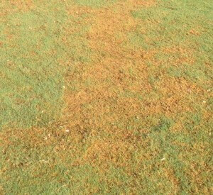 Large Patch Fungus | Atlanta, GA