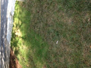 Leaf Spot Treatment | Atlanta, GA