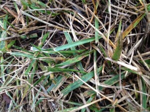 Pythium Blight Treatment | Atlanta, GA