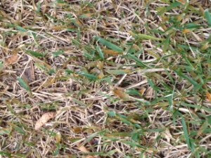 Grass Rust Treatment | Atlanta, GA