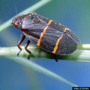 Spittlebugs Treatment | Atlanta, GA