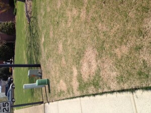 Spring Dead Spot Treatment | Atlanta, GA