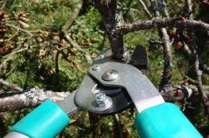 Pruning trees and shrubs