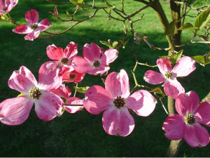 Dogwood Tree