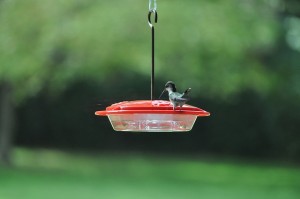 hummingbird on bird feeder