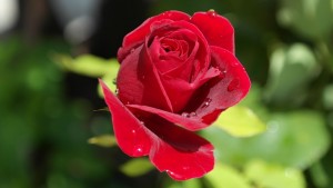red rose