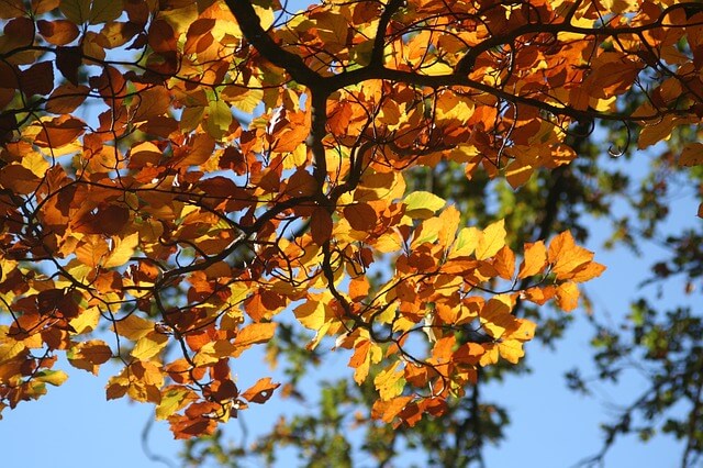 Fall Leaves