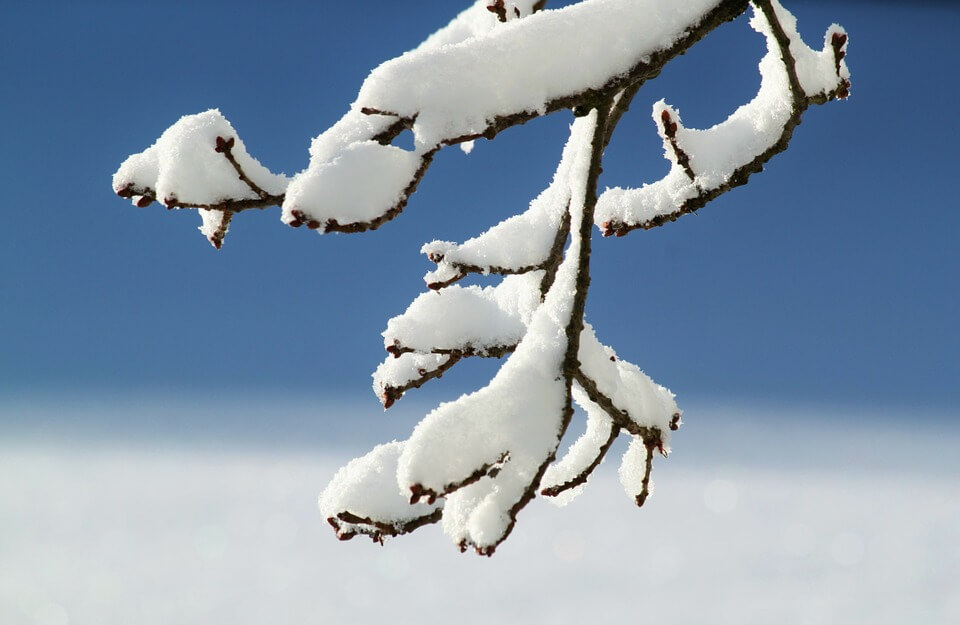 snowy tree branch