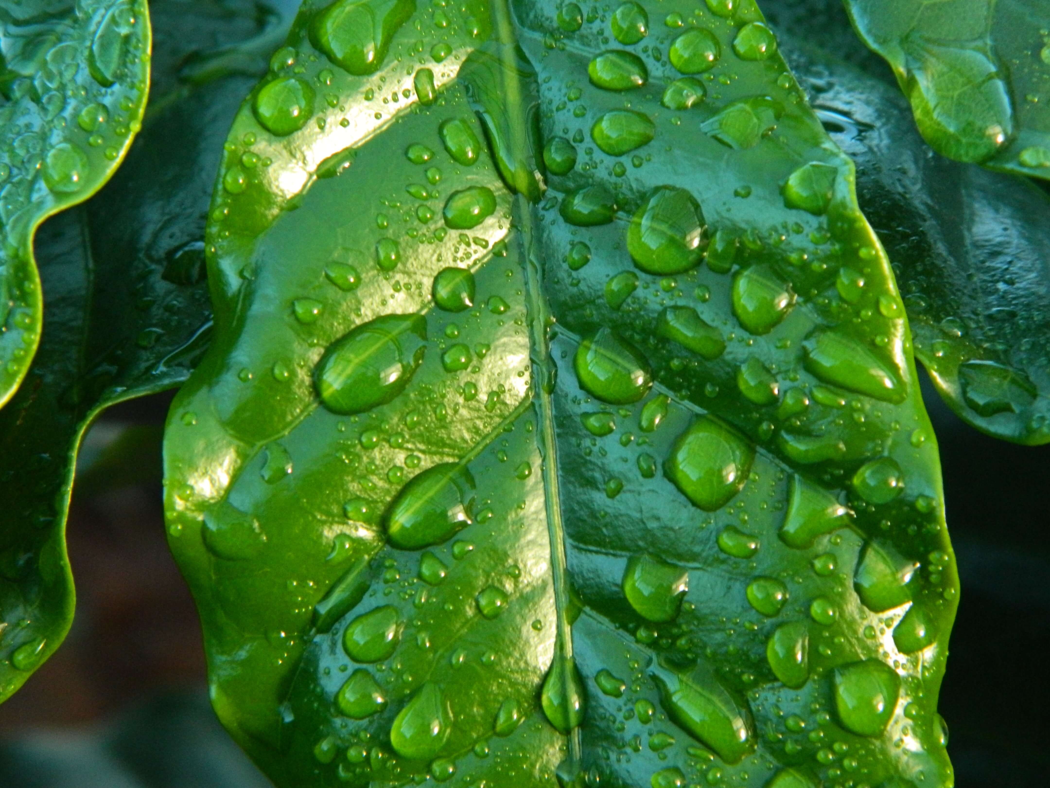 Rain on Leaf