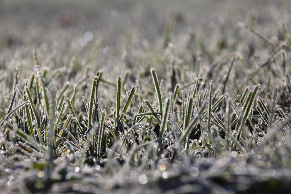 frost on grass