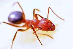 fire ant closeup