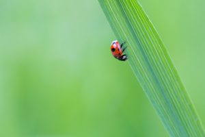 Ladybugs: Soldiers in Your War Against Aphids ladybug on leaf