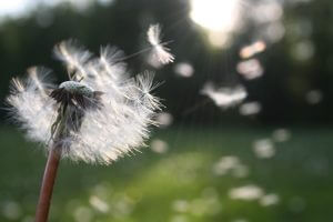 Dandelion weeds