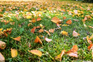 autumn leaves on grass