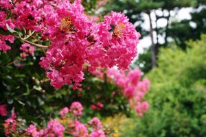 Pink Crape Myrtle flowers in bloom
