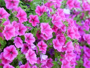purple petunias in bloom