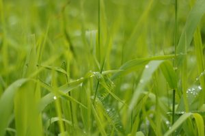 Droplets of water on healthy green grass