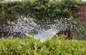 Sprinkler spraying water on plants