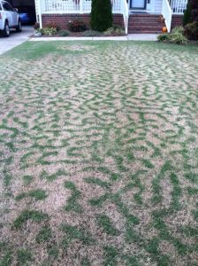 Does Your Lawn Have Tiger Stripes? Tiger Stripes