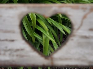 Green grass in a heart shape