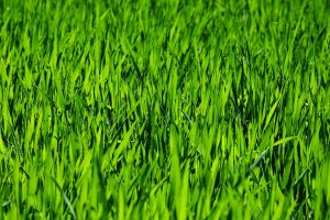 Love Your Lawn for National Garden Month Closeup of green grass