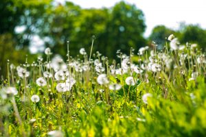 Dandelions in grass
