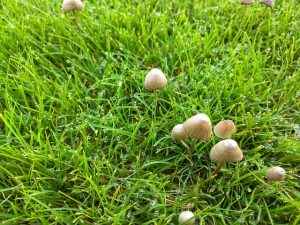 Small white mushrooms growing in grass