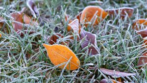 How to Protect Your Lawn in Cold Weather
