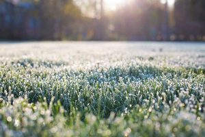 What to expect from your lawn during the winter in Atlanta